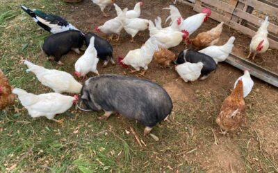 Le Galline Ovaiole “Curvy”