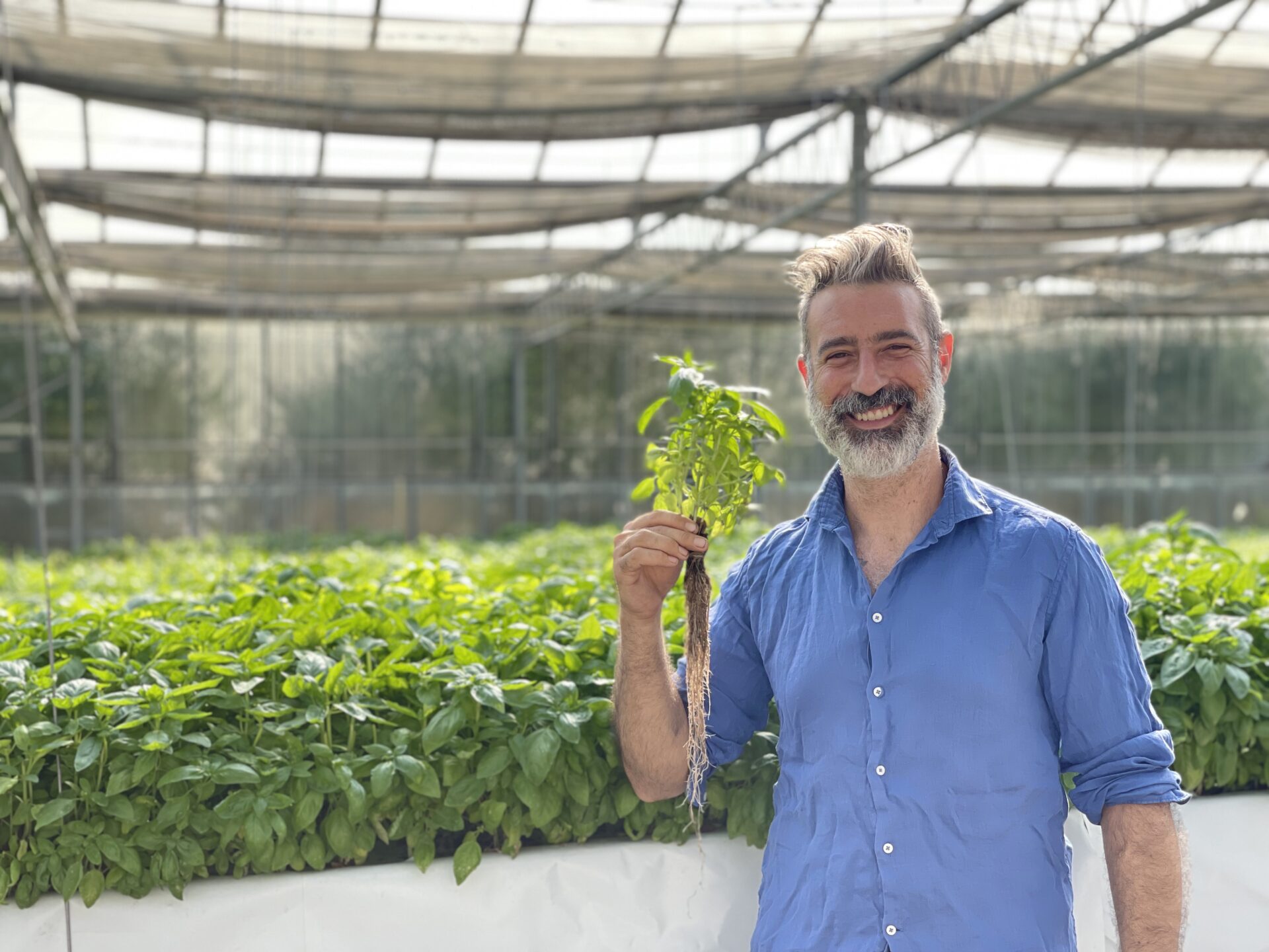 Orizzontale PIANTA BASILICO AEROPONICO AEROPONIC BASIL
