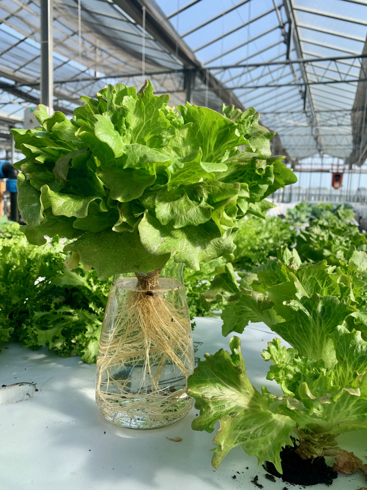 Agricoltura innovativa aeroponica idroponica savona liguria