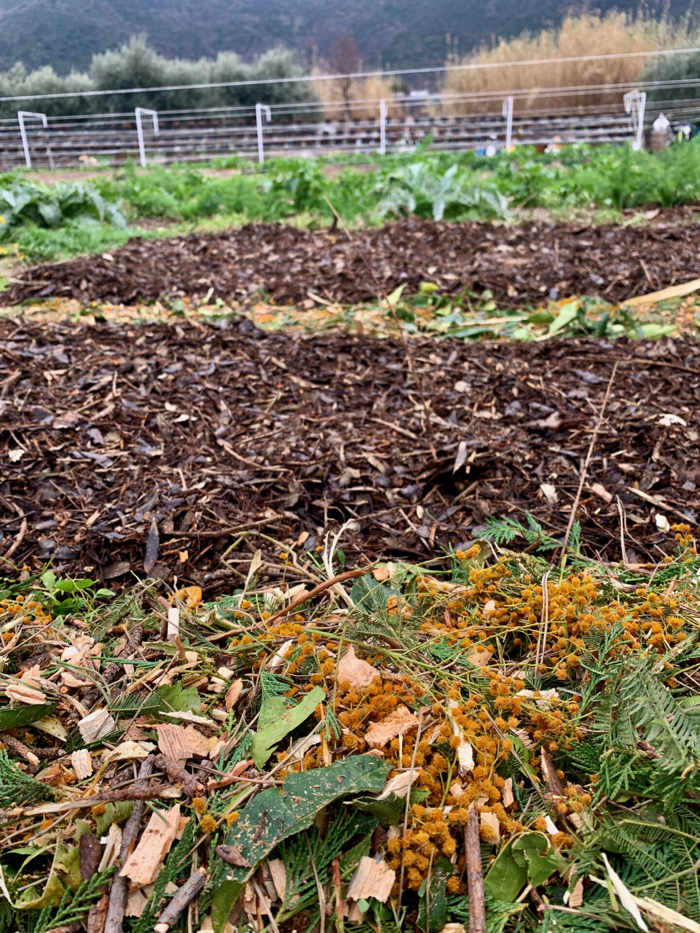 Agricoltura filo di paglia savona